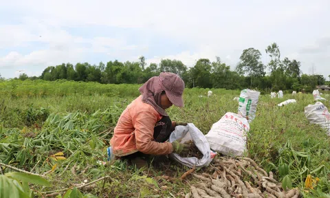Thừa Thiên Huế: Sau mưa lũ, nông dân tất bật thu hoạch sắn 